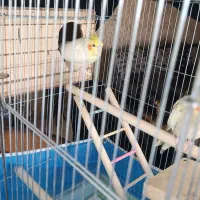 پرنده|پرنده|فردیس, سرحد آباد|دیوار