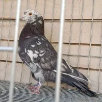 کبوتر|پرنده|کاشان, رسالت|دیوار