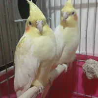 عروس هلندی نر و ماده نژاد لوتینو