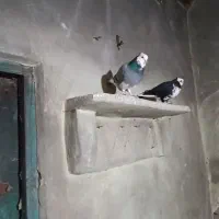 کفتر شازده سبز|پرنده|خلخال, |دیوار