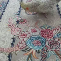 عروس هلندی جفت نرو ماده دستی|پرنده|اصفهان, هفتون|دیوار