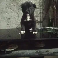 سگ باهوش نر عادتی هست