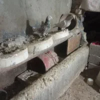 سالم سالم هست پول نیازم وگرنه نمی فرختم|پرنده|گل تپه, |دیوار