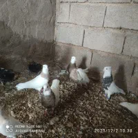 طوقی کبوتر|پرنده|شوشتر, |دیوار