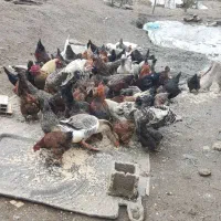 فروش خروس