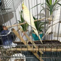 عروس هلندی|پرنده|فردیس, شهرک ۱۱۰|دیوار