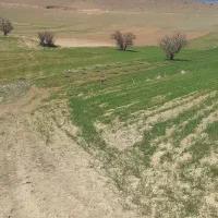 چاله کن خدمات باغبانی و هرس