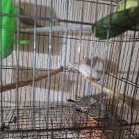 فنچ|پرنده|گتوند, |دیوار