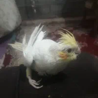 پرنده فقد ۱۵۰ هزار تومن|پرنده|هادی شهر, |دیوار