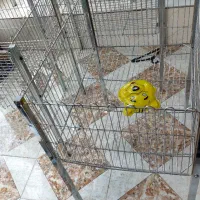 تعدادی لوازم پوشاک فروشی|فروشگاه و مغازه|مراغه, |دیوار