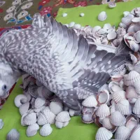 عروس هلندی ۲ماهه،بسیار دوستداشتنی زیبا|پرنده|فومن, |دیوار