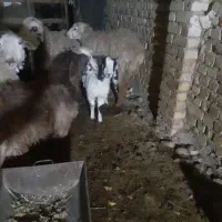 سلام بزغاله کیلویی ۲۷۰تومان|حیوانات مزرعه|بجنورد, |دیوار