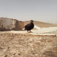 جوجه زاغ دم سفید کاکلی|پرنده|مشهد, وکیل‌آباد|دیوار