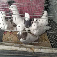 شونی دمبی|پرنده|معمولان, |دیوار