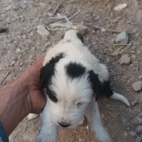حیوانات مزرعه