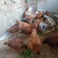 جوجه محلی ۲ماهه