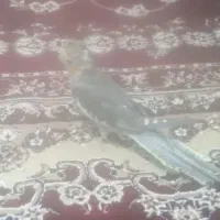 عروس هلندی رام دستی فول دستی