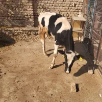 گوساله چاق کشتار|حیوانات مزرعه|پیشوا, |دیوار