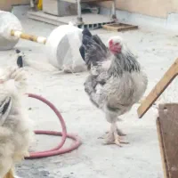 برهما گلین رسمی مرغ و خروس