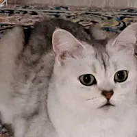 گربه بریتیش سیلورماده|گربه|شیراز, دوکوهک|دیوار