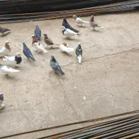 کبوتر همه رقم