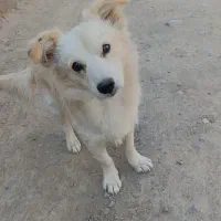 سگ پا کوتاه خوشگل حرف گوش کن