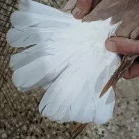 چن جفت کبوتر|پرنده|سبزوار, قصبه شرقی|دیوار