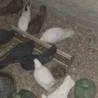 کبوتر بوشهری