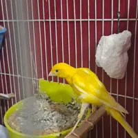 قناری جفت جیور وفر با جوجه هاشون|پرنده|مشهد, خواجه ربیع|دیوار