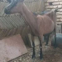 بز الپاین