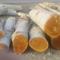 چوب|خدمات باغبانی و درختکاری|کاشان, راوند|دیوار