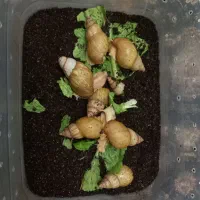 فروش ۹ عدد حلزون سوپر مولد اچاتینا