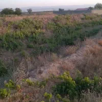 ۱۳۰۰ متر زمین انگوری در روستای لک لک زیر فی منطقه