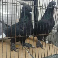 زاغ دم سفید|پرنده|قم, منبع آب|دیوار