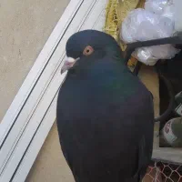 کبوتر گرفته غروب