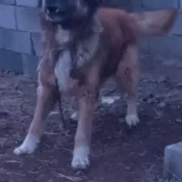 واگذاری سگ سرابی نگهبان