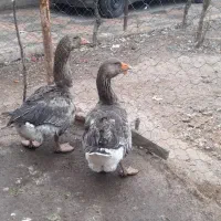 تخم قو غاز و برهما