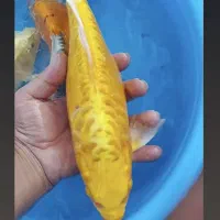 کوی مولد سوپر باله و مشکی زغالی