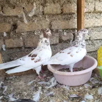 کبوتر پرشی|پرنده|قائم‌شهر, |دیوار