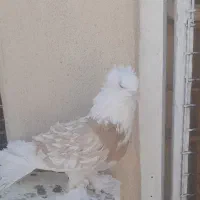 ماده جکسون زیبا و پر فر