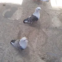 ساتن