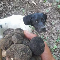 توله اصیل انگلیس دمبلانی بیار فول حرفه یی