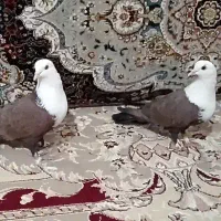 کفتر کله سفید|پرنده|بردسکن, |دیوار