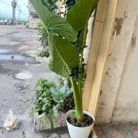 گل بابا آدم