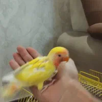 طوطی برزیلی دستی سرلاکی