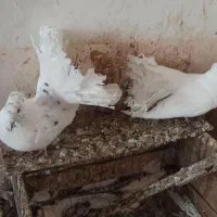 کبوتر دم چتری|پرنده|مشگین شهر, |دیوار