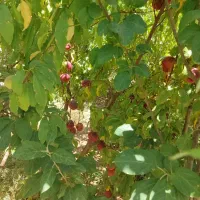 فروش باغ ویلا در حجت آباد جوپار