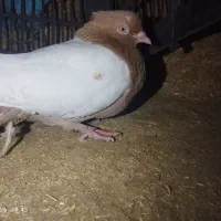 کفتر