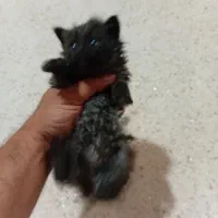 گربه|گربه|هشتگرد, هشتگرد قدیم|دیوار