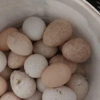 سلام تخم بوقلمون برنزه نوطفه دار  درخاورشهر